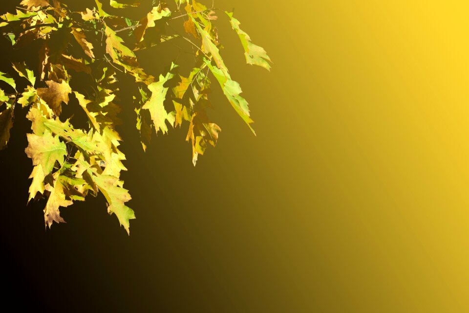 Oak autumn decoration