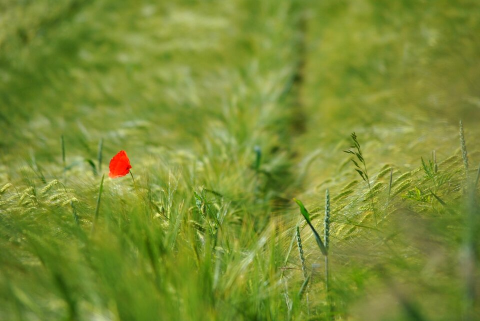 Alone cornfield nature