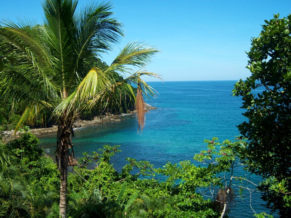 Blue sky são sebastião coconut trees
