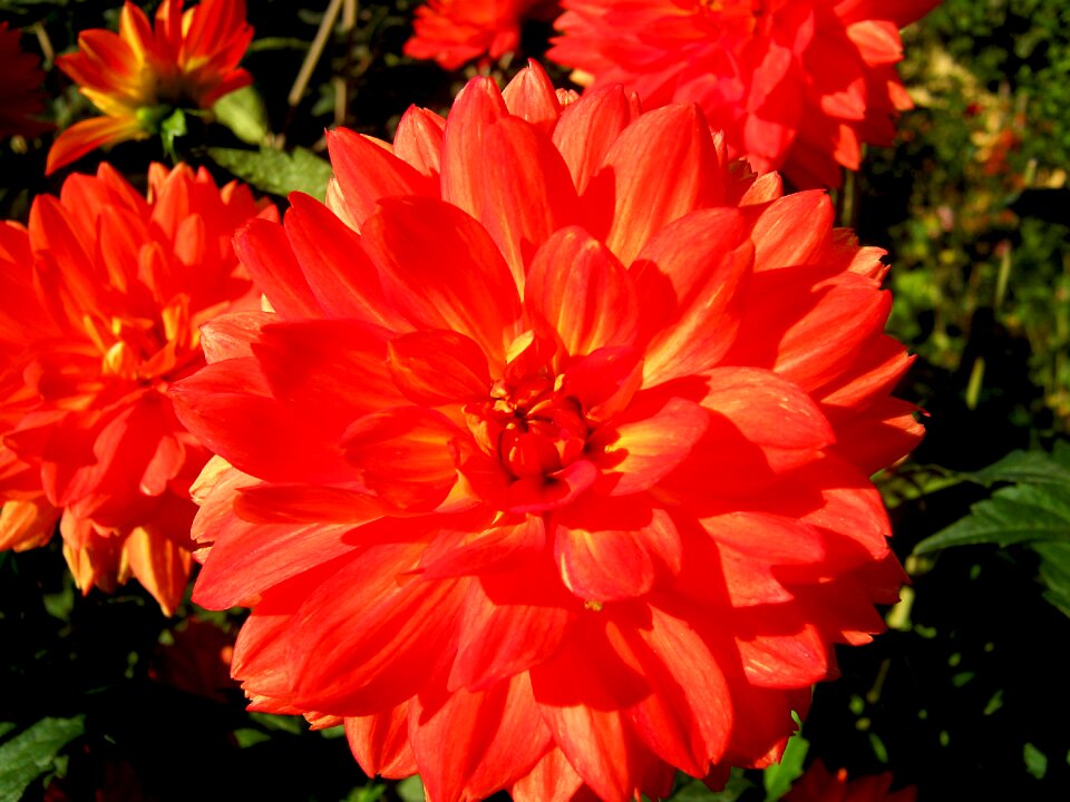Dahlia flowers red