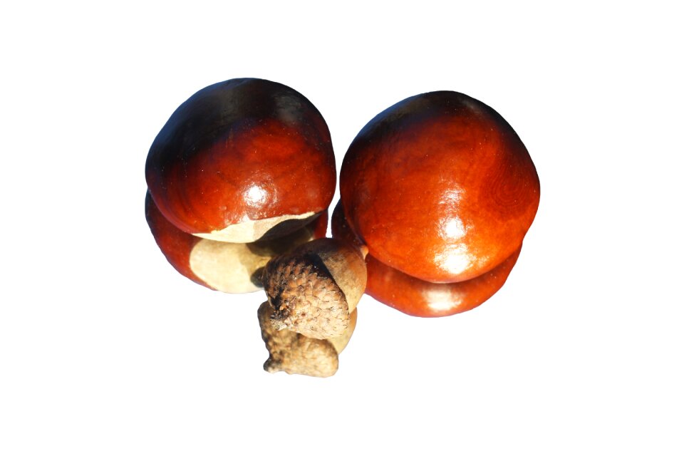 Mirror horse chestnut isolated