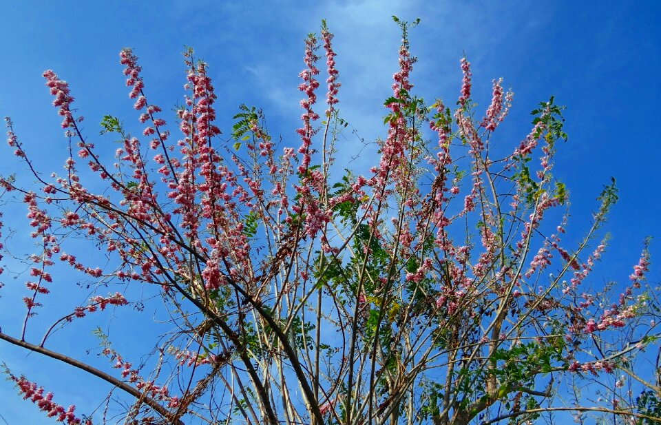 Flowers nitrogen-fixing india