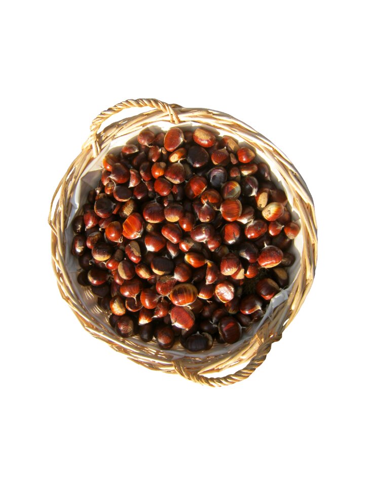 Isolated brown shiny