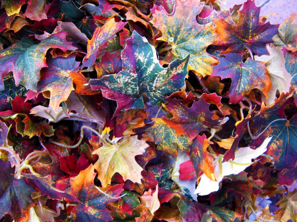 Colorful autumn color