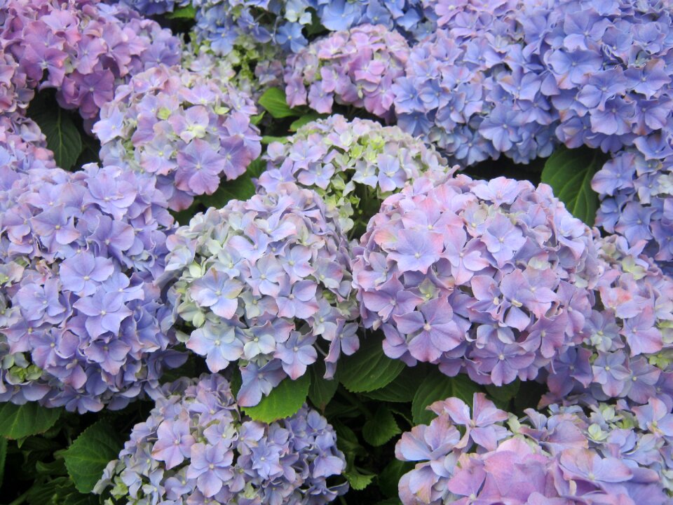 Hydrangea flowers blue