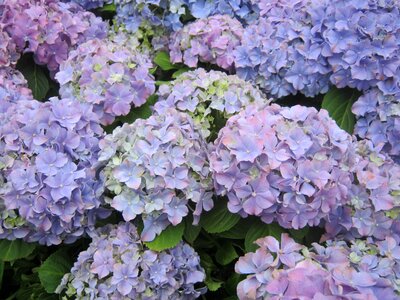 Hydrangea flowers blue