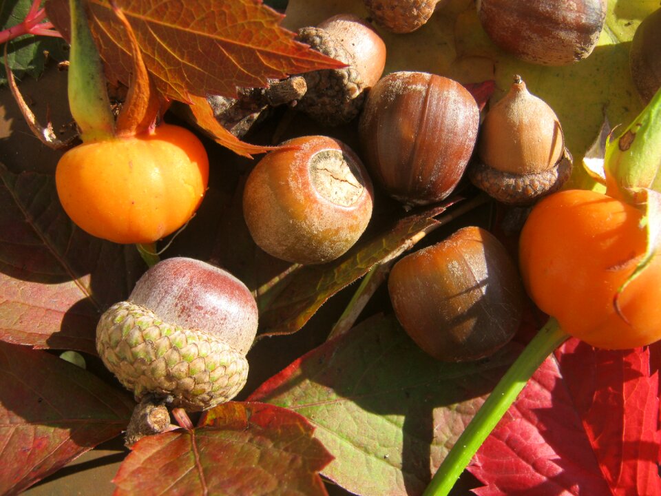 Autumn decoration sunny