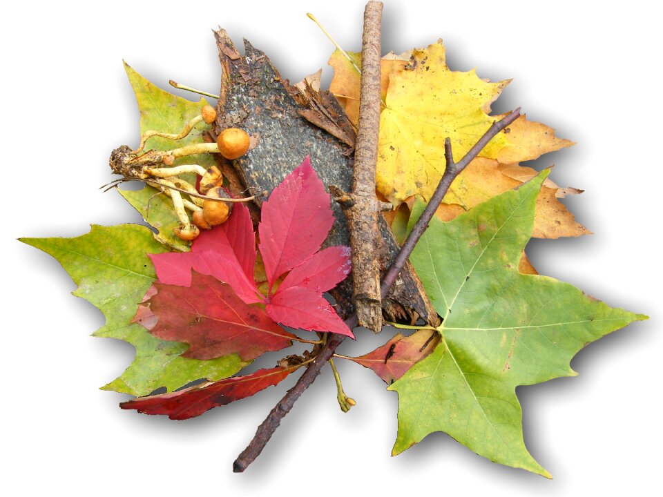 Colorful autumn decoration