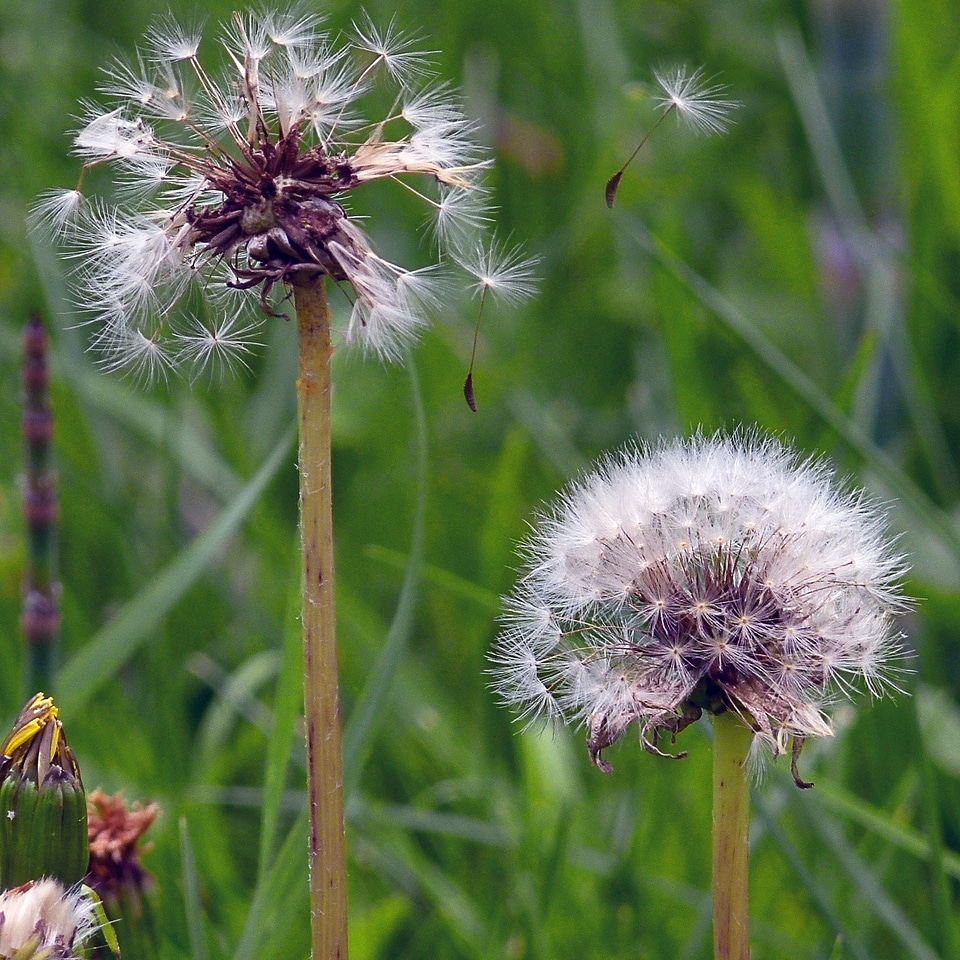 Flower meadow plant