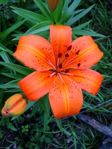 Close-up summer orange daylily photo