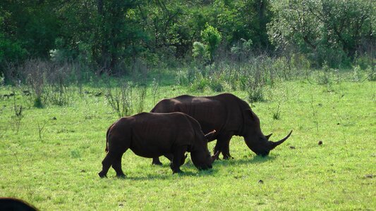 South africa animals rhino in the hluhluwe park