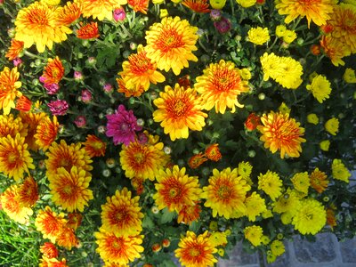Yellow autumn decoration