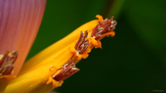 Banana tree flower banana flower