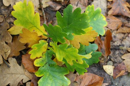 Oak autumn decoration