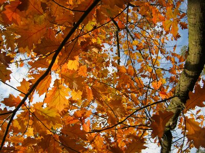 Orange golden bright