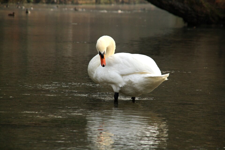Water white feather