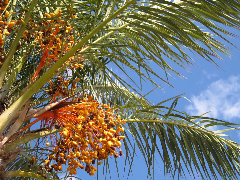 Close up palm trees vacations