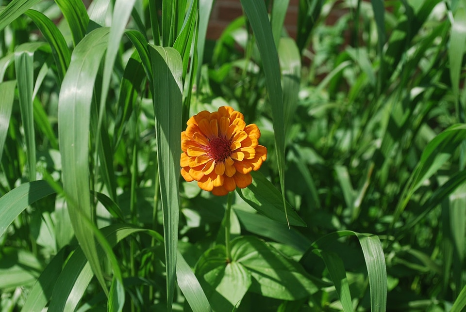 Orange grass greenery