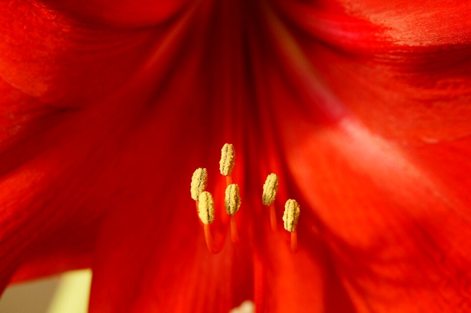 Red blossom bloom