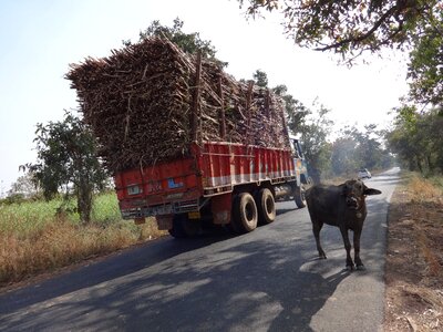 Sugarcane cow india photo