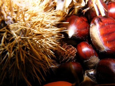 Sweet chestnuts autumn decoration photo