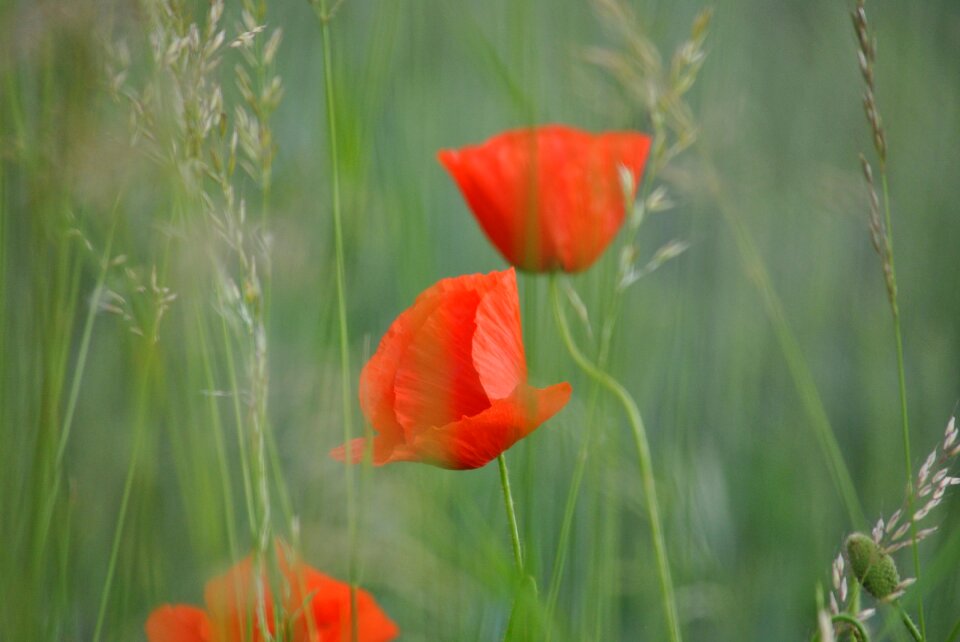 Flora plant blossom