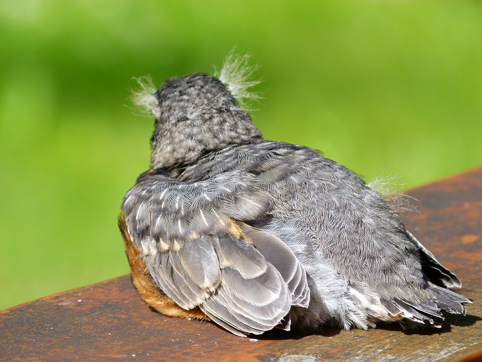 Resting feathered bird photo