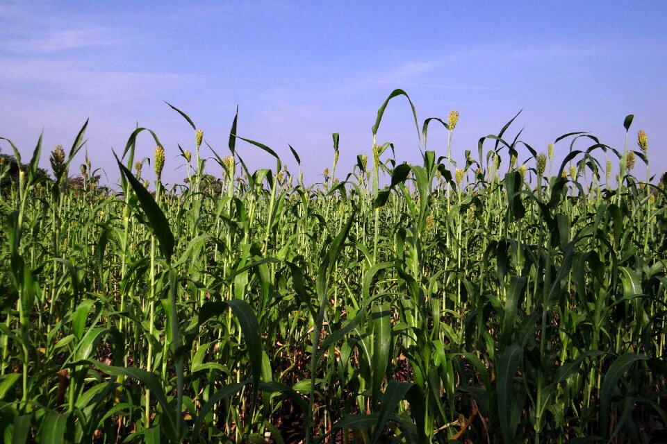 Crop karnataka india