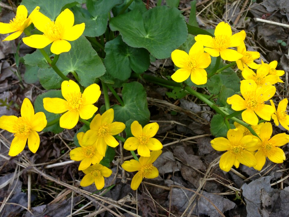 Plant wild flower wild plant