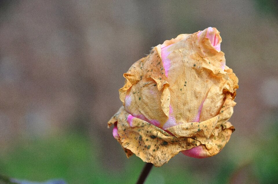 Macro pink rose