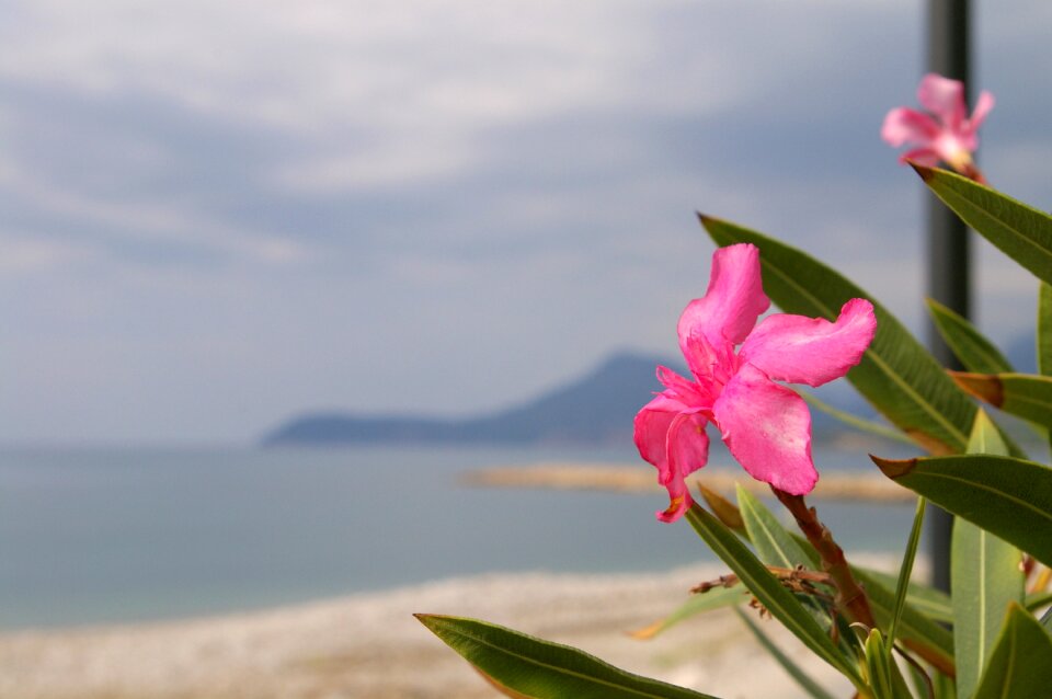 Pink ornamental plants plant
