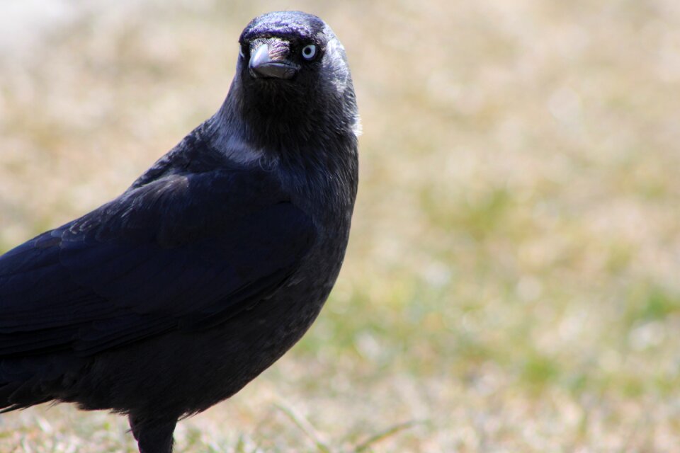 Rook bird raven sight