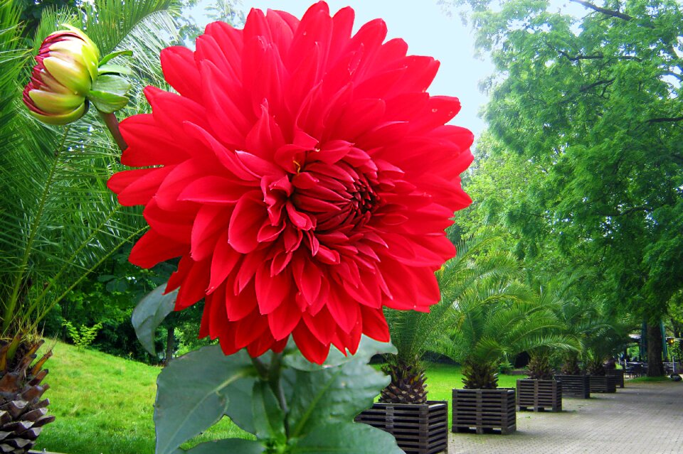 Autumn flowers park