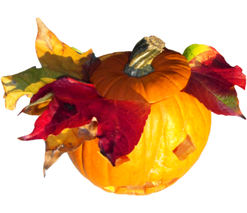 Thanksgiving orange autumn