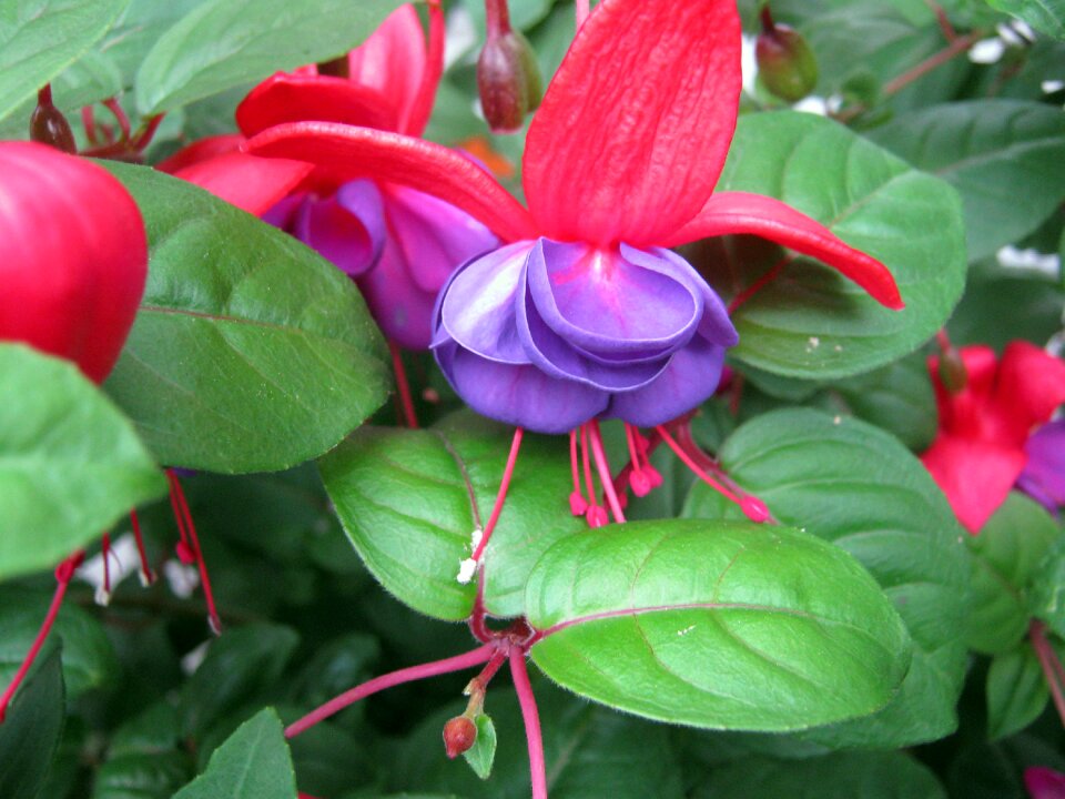Red blue heart shaped