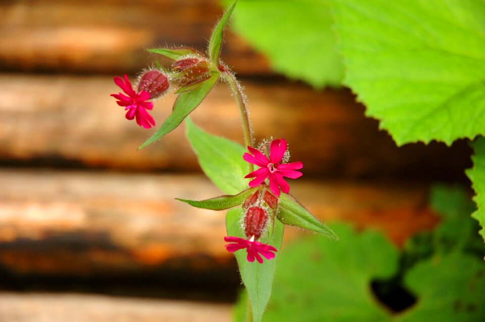 Green red campion