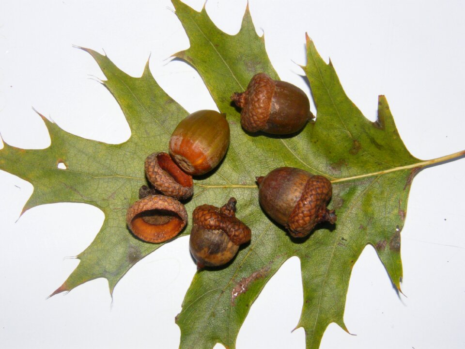 Brown autumn decoration
