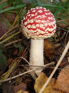 Mushroom nature autumn