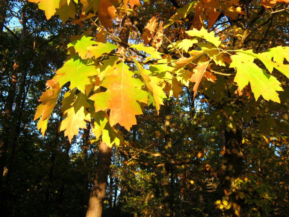 Orange golden bright