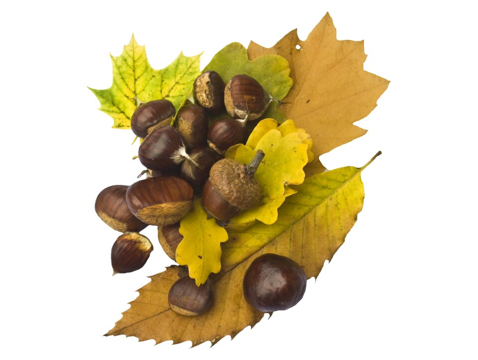 Brown autumn decoration