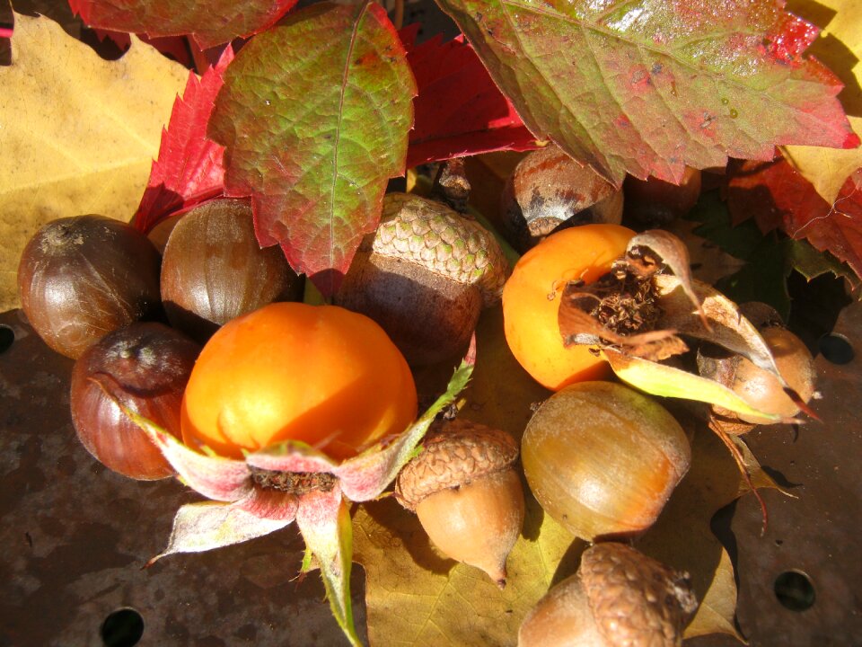 Oak autumn decoration