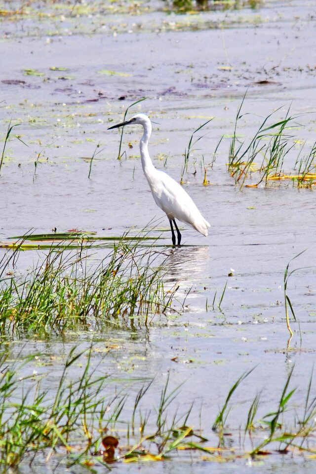 White wildlife bird watching