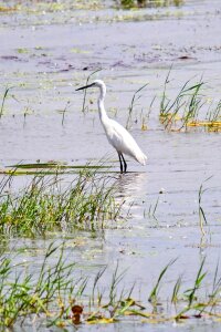 White wildlife bird watching