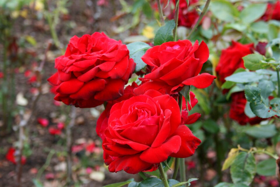 Red beauty romanticism