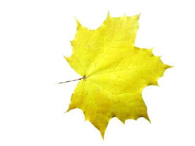 Autumn decoration autumn decoration