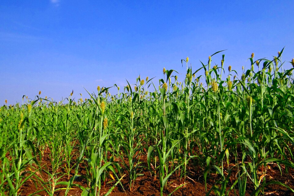 Crop karnataka india