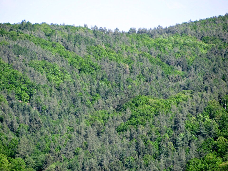 Trees nature structure