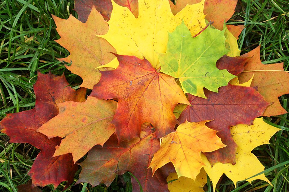 Colorful autumn decoration