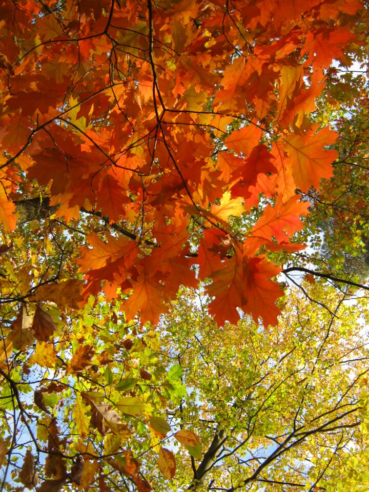 Orange golden bright