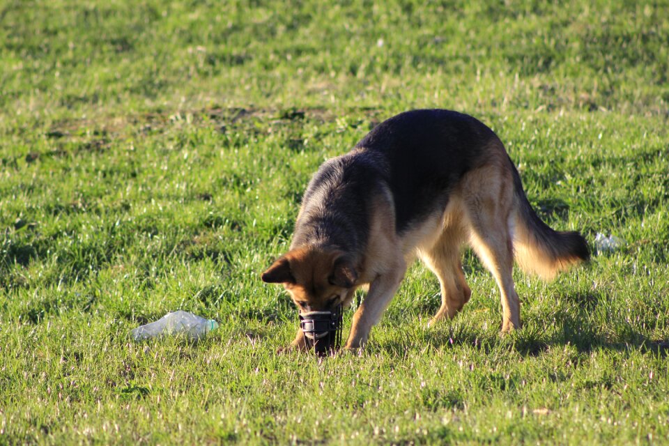 Sniffing the nose a walk with a dog